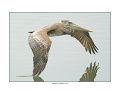 860 brown pelican
